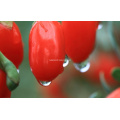 Goji Berry Bio (0002)